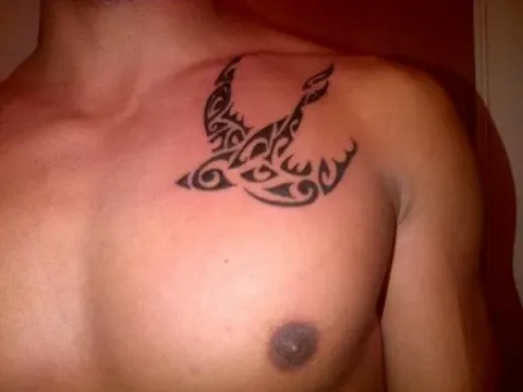 Alfonzo - Polynesian swallow